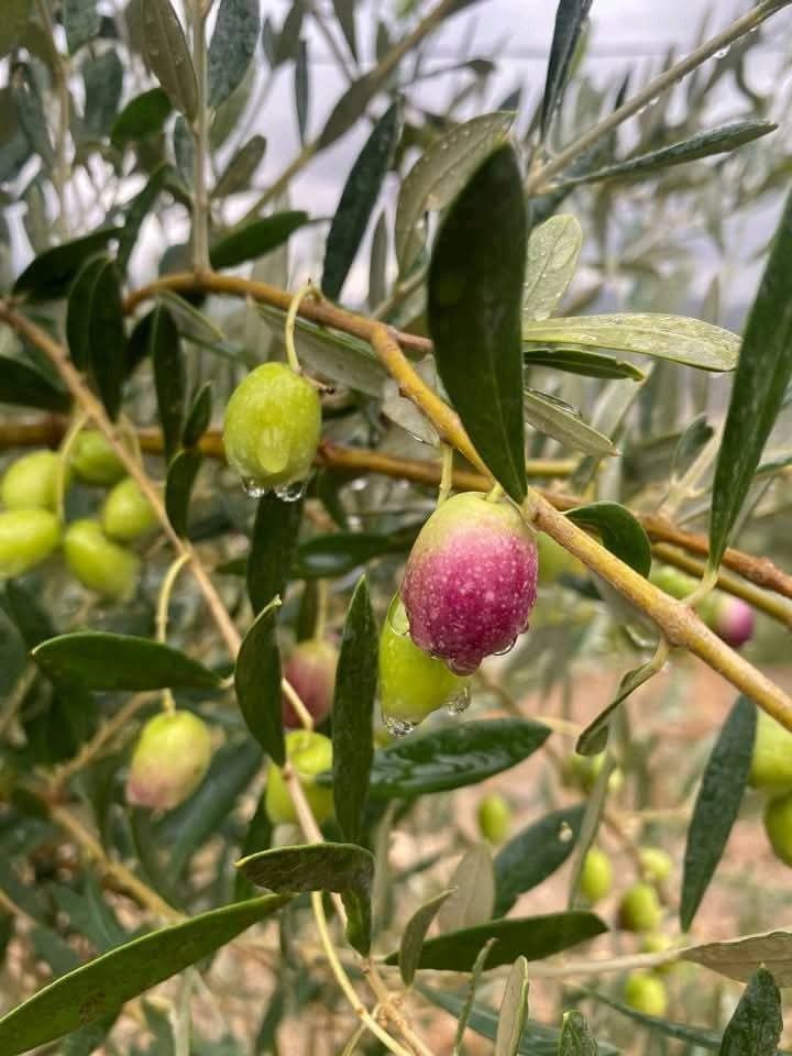 Olives Picholine Marocaine mûrissantes — Taounate, Maroc