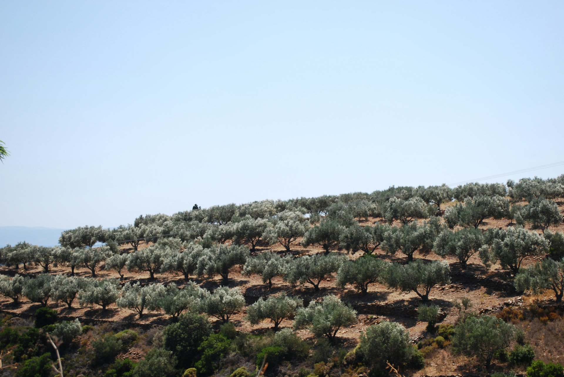 Oliveraies de Taounate — collines du Rif